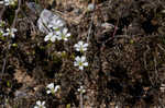 Pitcher's stitchwort